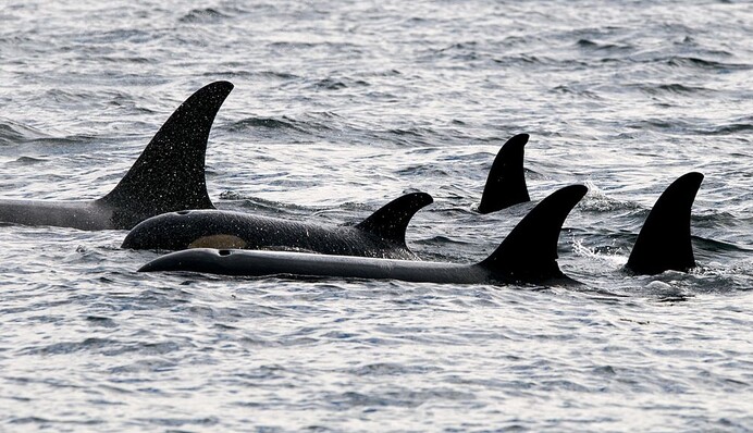 Стая агрессивных косаток едва не потопила яхту - атака длилась несколько часов