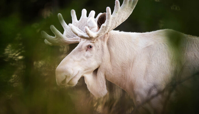 В Канаде оплакивают убийство редкого белого лося - за поимку браконьера назначена награда