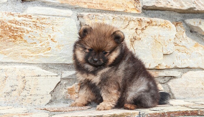 Шпиц умудрился пролезть в невероятно узкую щель, и люди не могут понять, как ему это удалось: видео