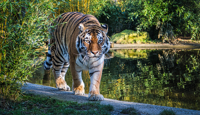 В Индии тигр прошел 3000 км в поисках нового дома, и его путешествие похоже на приключенческий фильм