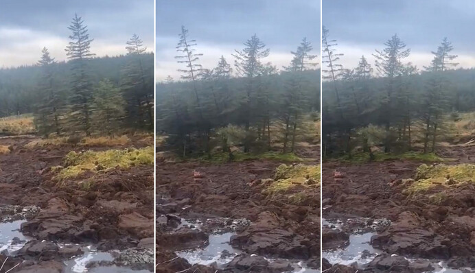 Хлопець побачив, як частина лісу просто перейшла на інше місце - якби не відео, йому б не повірили