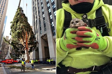 У головній різдвяній ялинці Нью-Йорка знайшли крихітну сову, і це її найкраща прикраса