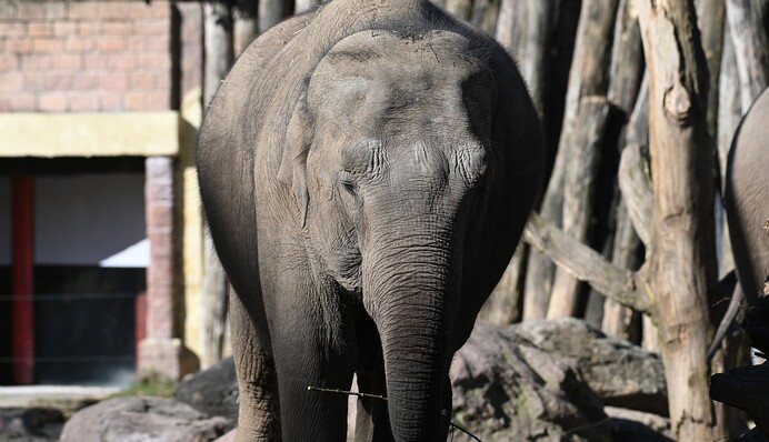 Защитники животных потребовали признать слона личностью - что ответил суд