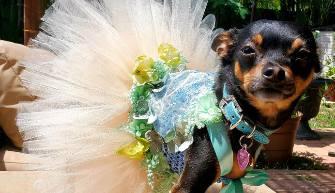 Женщина забрала из приюта чихуахуа и устроила ей красивую жизнь: гардероб пса стоит десятки тысяч