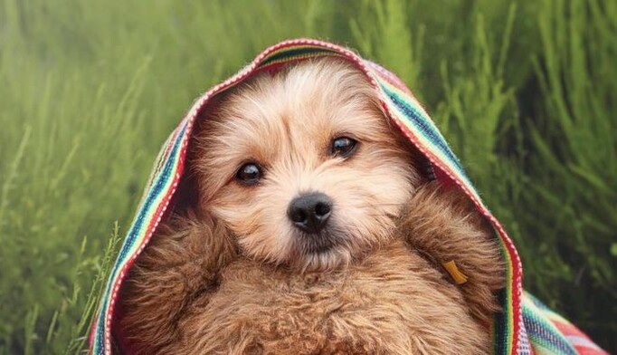 Щенок укрыл пледиком свою пушистую подругу, и растопил сердца людей - такую заботу о себе хотят все