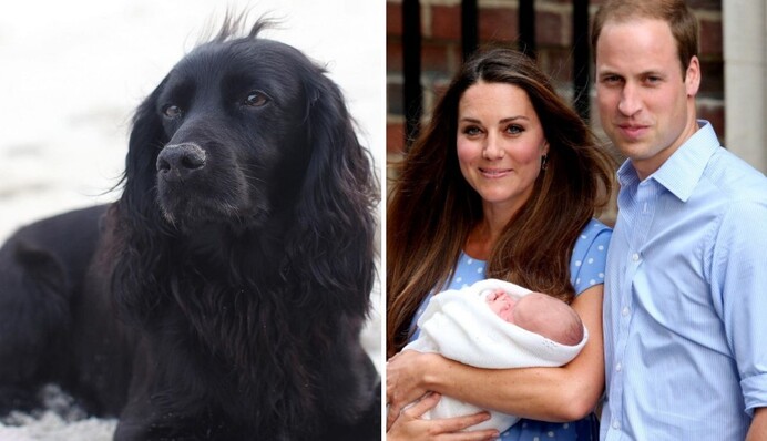 Принц Вільям і Кейт Міддлтон повідомили про смерть улюбленого пса - кажуть, саме він обрав ім'я їхнього сина Джорджа