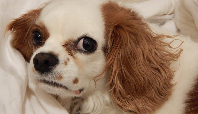 Пенсионер нырнул в пруд и достал щенка из пасти аллигатора: момент спасения попал на видео