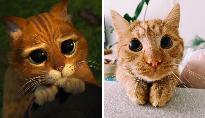 Господиня помітила надзвичайну схожість свого улюбленця з котом зі 