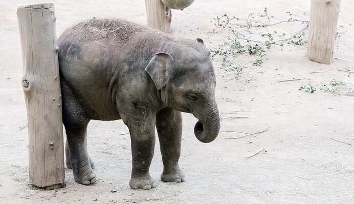 Слоненок спрятался за тонким столбом, чтобы его не поймали на воровстве - да, маскировка провальная, но такая милая