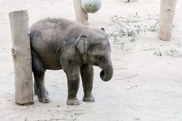 Слоненя сховалося за тонким стовпом, щоб його не зловили на крадіжці - так, маскування провальне, але таке миле