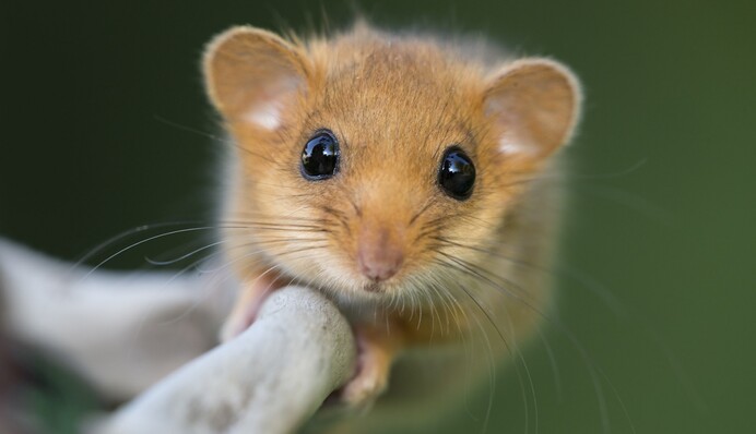 Голодна соня залізла в годівницю для птахів й застрягла - ось до чого призводить обжерливість