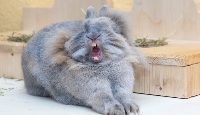 Конкурс самых смешных фотографий домашних животных объявил победителей - вот оно, лекарство от тоски