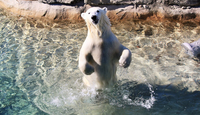 Одного разу армія Канади прийняла в свої лави білого ведмедя - за 5 років він дослужився до старшого капрала
