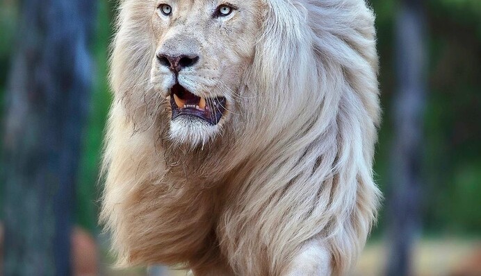 Рідкісний білий лев відростив розкішну гриву і став схожий на зірку з реклами шампуню