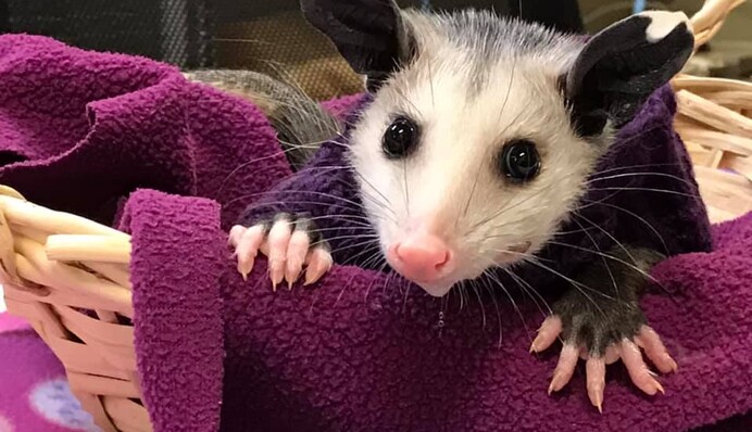 Лисий опосум через рідкісне захворювання може не пережити холод - і тепер люди масово шиють йому одяг