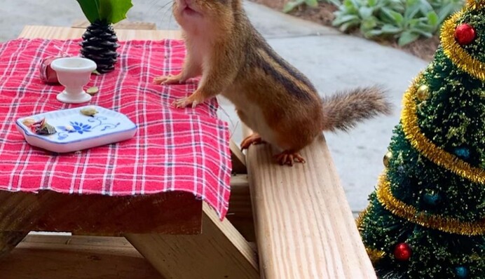 Жінка засумувала на карантині і відкрила ресторан для бурундука - її клієнт в захваті, як і ми
