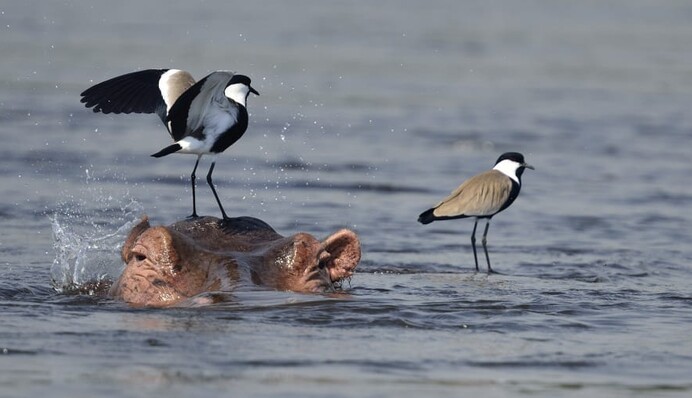 На конкурсе Британского экологического общества показали лучшие фото диких животных 2020 года