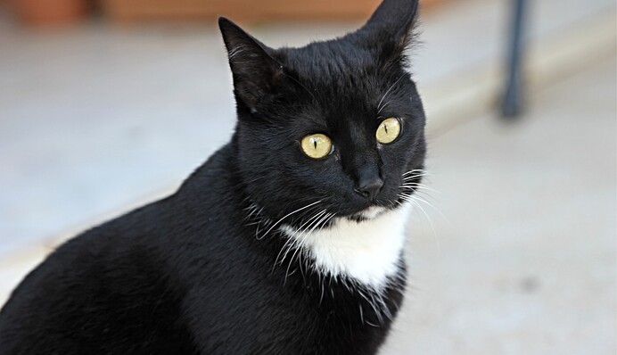 Кіт грав біля вогню й випадково підпалив собі хвіст - пухнастик не постраждав, але його реакція точно вас розмішить