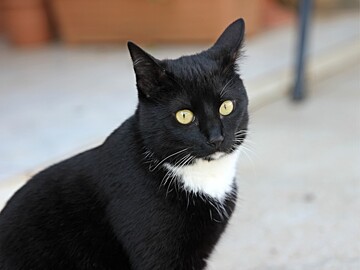 Кіт грав біля вогню й випадково підпалив собі хвіст - пухнастик не постраждав, але його реакція точно вас розмішить