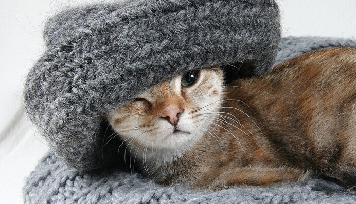 Как ухаживать за одеждой из шерсти: полезные лайфхаки, которые спасут любимый свитер