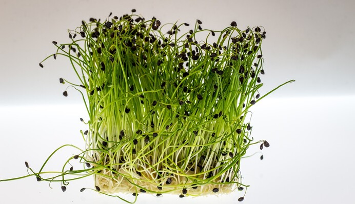 Витамины круглый год: 5 видов микрозелени, которую можно растить просто на подоконнике