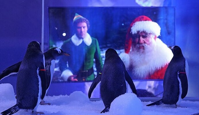 Лондонский аквариум во время локдауна показывает пингвинам рождественские фильмы, и птицам они очень нравятся