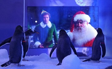 Лондонський акваріум під час локдауну показує пінгвінам різдвяні фільми, і птахам вони дуже подобаються