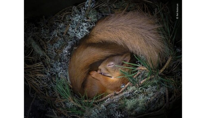Премия People’s Choice Awards 2020 показала лучшие фото диких животных, и это настоящие шедевры