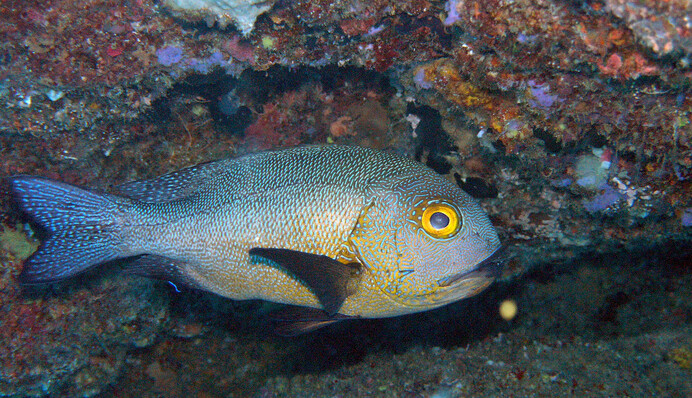 В Австралії зловили найстарішу рифову рибу - вона пережила Другу світову війну