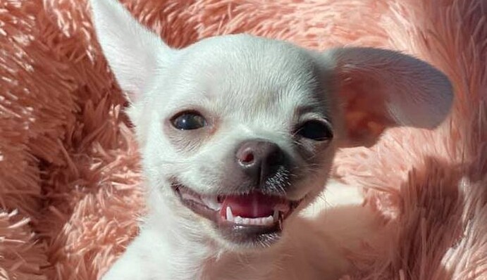 Люди діляться знімками своїх усміхнених собак - ось 10 милих мордашок, які напевно змусять посміхнутися й вас