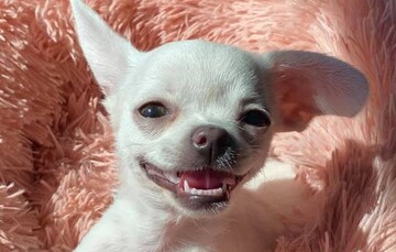 Люди діляться знімками своїх усміхнених собак - ось 10 милих мордашок, які напевно змусять посміхнутися й вас