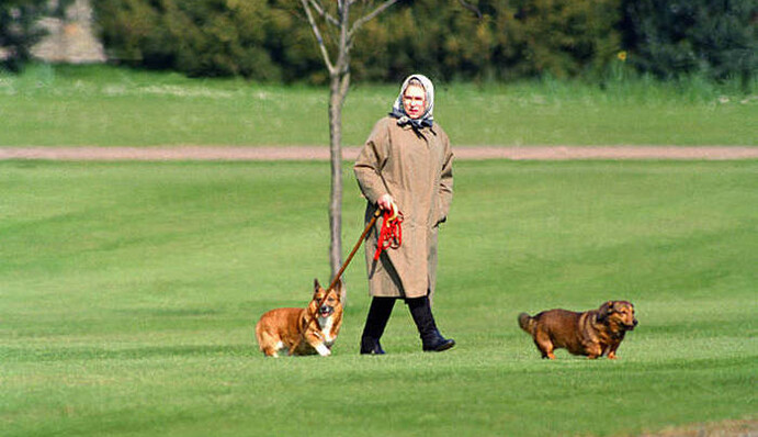 Помер улюблений доргі Єлизавети II - тепер у королеви залишилася лише одна собака