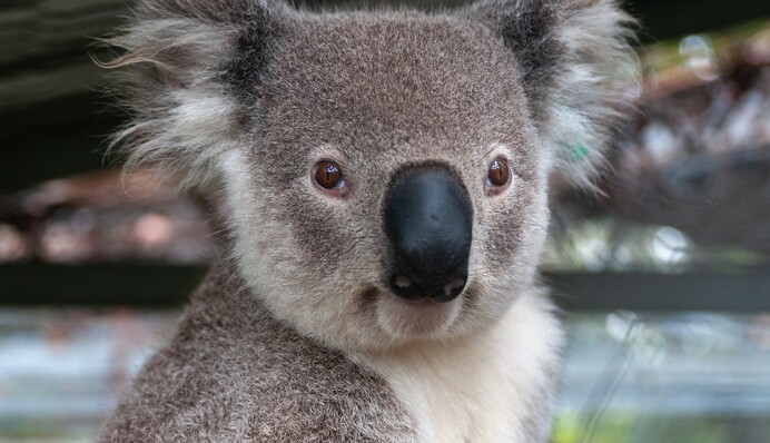 Австралийка нашла на рождественской елке коалу, и это лучшее праздничное украшение