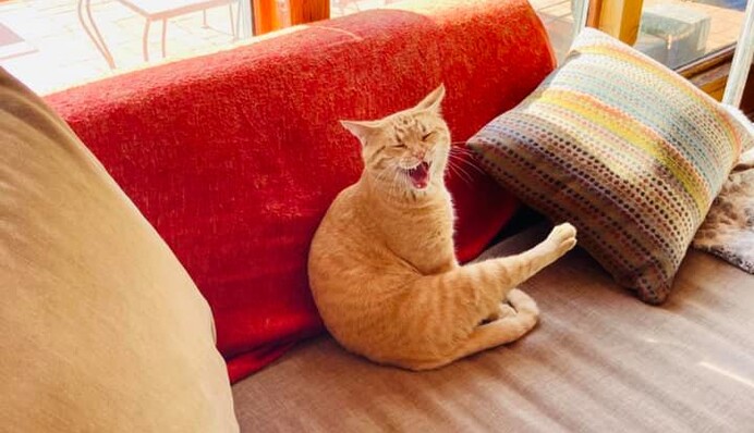 Люди діляться знімками чужих котів, які безпардонно приходили до них в дім - ось 10 фото нежданих хвостатих гостей