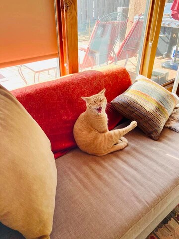 Люди діляться знімками чужих котів, які безпардонно приходили до них в дім - ось 10 фото нежданих хвостатих гостей