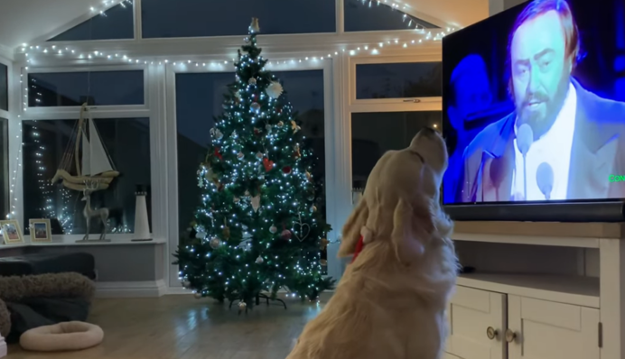 Ви любите оперу? А ось цей ретривер просто без розуму від Паваротті і завжди йому підспівує: відео