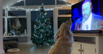 Ви любите оперу? А ось цей ретривер просто без розуму від Паваротті і завжди йому підспівує: відео