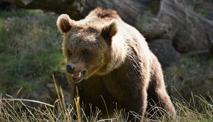 Чоловік відбив свого пса у величезного ведмедя - тепер він боїться повернення хижака