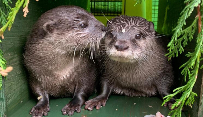 Все як у людей: самотня видра знайшла нове кохання в додатку для знайомств
