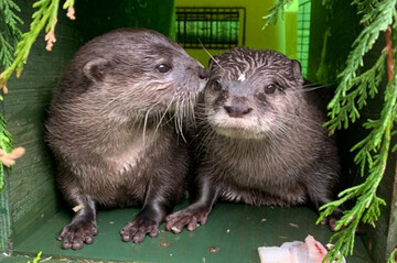 Все як у людей: самотня видра знайшла нове кохання в додатку для знайомств