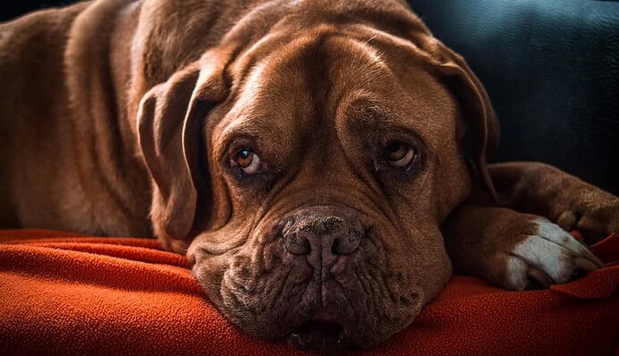 Понимают ли собаки человеческий язык? Вот, что выяснили ученые