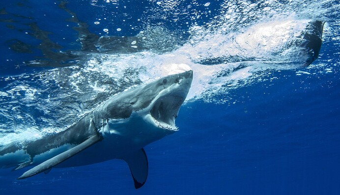 После нападения акулы мужчина сам доплыл до берега, и его спасение удивило даже врачей
