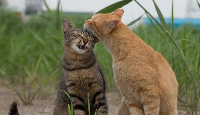 Фотограф снимает уличную жизнь бездомных котов - эти кадры наполнят ваше сердце теплом