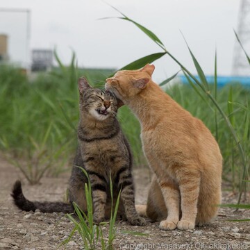 Фотограф знімає вуличне життя бездомних котів - ці кадри наповнять ваше серце теплом