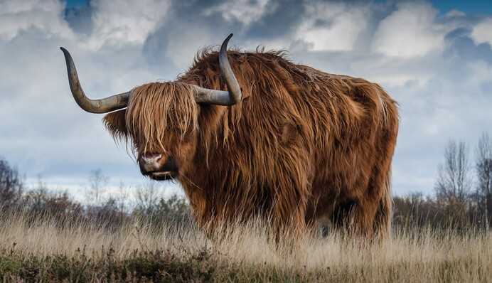 С какими знаками дружит металлический Бык, и чего им ждать от 2021 года