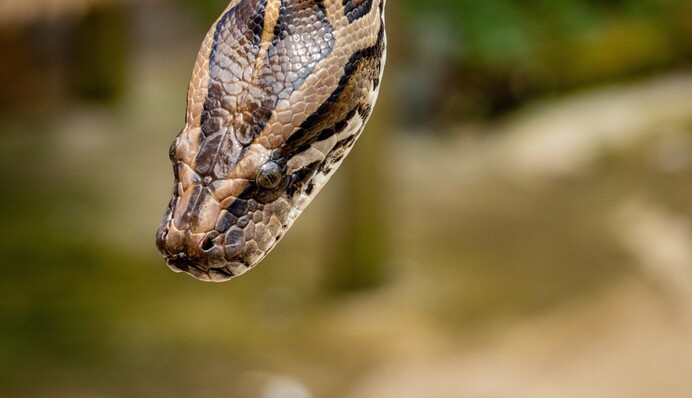 Чоловік знайшов у туалеті 2-метрового пітона - величезна змія пробила стелю в пошуках їжі