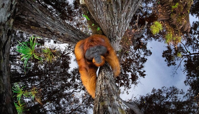 На конкурсі Nature Photographer of the Year назвали переможців 2020 року - найкращі фото, що розкривають красу дикої природи