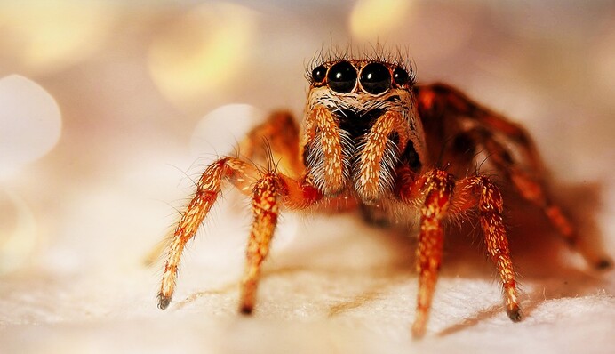 Австралійка знайшла в пряничному будиночку величезного павука, і це найгірший подарунок до Різдва