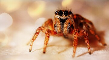 Австралійка знайшла в пряничному будиночку величезного павука, і це найгірший подарунок до Різдва