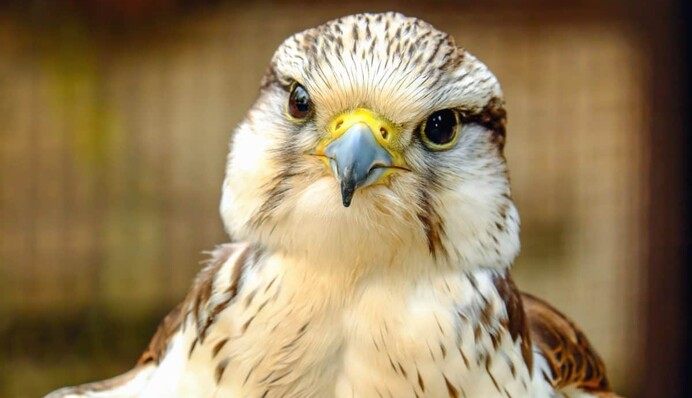 Женщина нашла на рождественской елке ястреба - из-за такого 